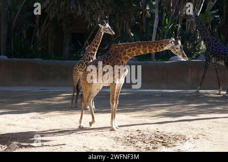 Los Angeles, Kalifornien, USA 29. Januar 2024 Maasai Giraffen im LA Zoo am 29. Januar 2024 in Los Angeles, Kalifornien, USA. Foto: Barry King/Alamy Stock Photo Stockfoto