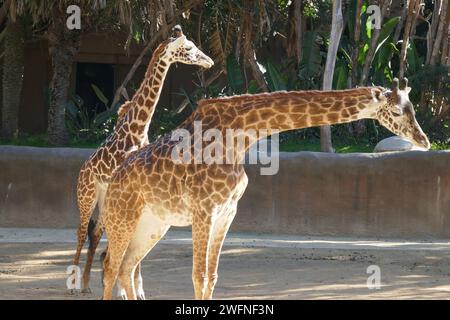 Los Angeles, Kalifornien, USA 29. Januar 2024 Maasai Giraffen im LA Zoo am 29. Januar 2024 in Los Angeles, Kalifornien, USA. Foto: Barry King/Alamy Stock Photo Stockfoto