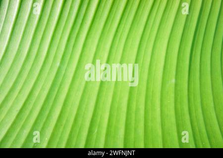 Grüne Bananenblätter sorgen für einen weichen, strukturierten grünen Hintergrund Stockfoto