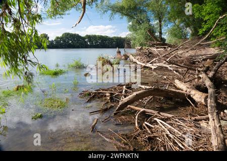 Auwald am Ufer der Donau im Nationalpark Donau-Auen in Österreich. Stockfoto