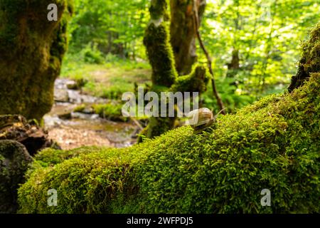 Eine langsame Traubenschnecke kriecht die Rinde eines mit Moos bewachsenen Baumes hinauf. Stockfoto