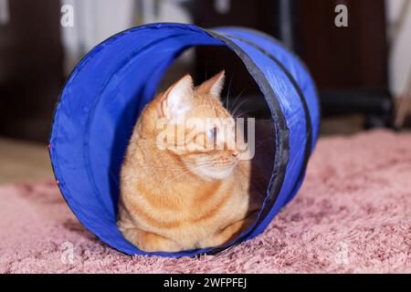 Ingwerkatze, die in einem Katzentunnel aus nächster Nähe liegt Stockfoto