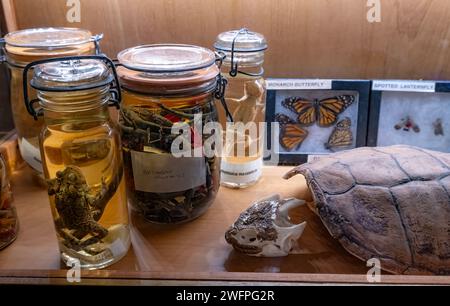 Feste biologische Proben werden im Carnegie Science Center (Pittsburg, USA) ausgestellt. Stockfoto