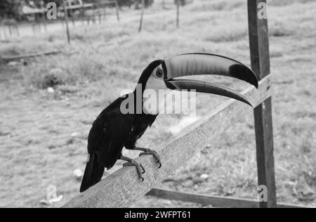 Bild von Tukan mit Schnabel außen. Tukan mit Schnabel im Freien. Tukan mit Schnabel in der Tierwelt. Stockfoto