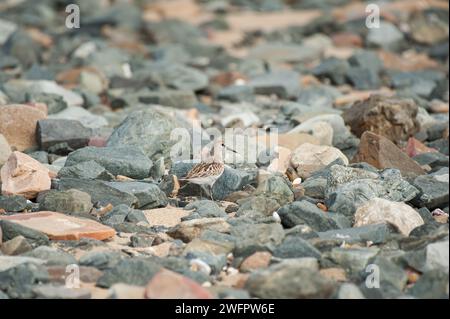 Ein Dunlin, der an einem Strand mit Kieselsteinen steht, bewölkter Tag im Sommer in Nordfrankreich Stockfoto