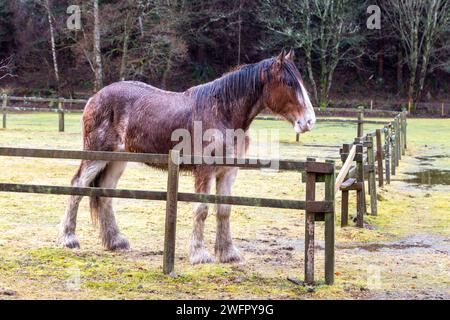 Ein nasses Shirtpferd, das auf einem Feld steht Stockfoto