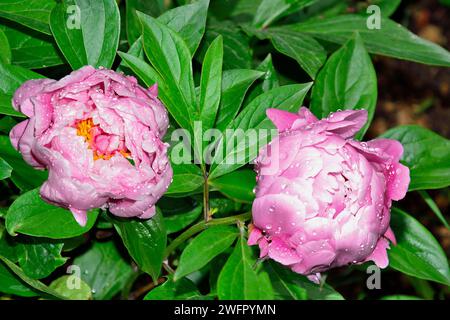 Zwei halb-doppelte rosa-weiße Blüten von krautiger Pfingstrose, Sorte Pink Delight, Nahaufnahme. Die Blumen im Sommergarten sind mit glänzenden Regentropfen bedeckt. Stockfoto