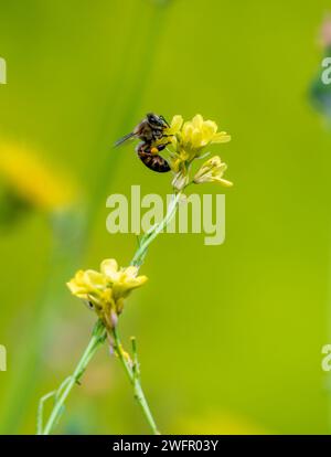 Eine Biene auf Wildblumenpollen mit grünem Hintergrund. Stockfoto
