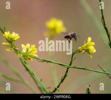 Fliegende Honigbiene sammelt Pollen von gelben Blüten. Die Biene fliegt über den Frühlingsgrund. Stockfoto