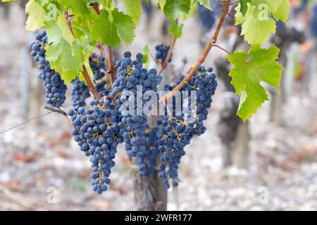 Weintrauben Cabernet Sauvignon zur Erzeugung von Weinen höchster Qualität in Bordeaux, Frankreich Stockfoto