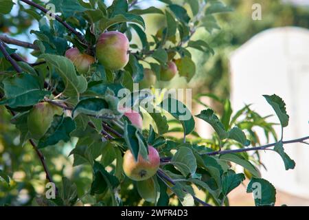 Nahaufnahme von Äpfeln und Bäumen, die im Obstgarten eines Privathauses wachsen Stockfoto