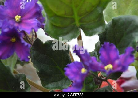 Schöne, ungewöhnliche Hausblumen auf einer weißen Fensterbank mit violetten Blütenständen und Flügelblumen. Innenblumen, große Veilchen und eine sehr schöne Stockfoto