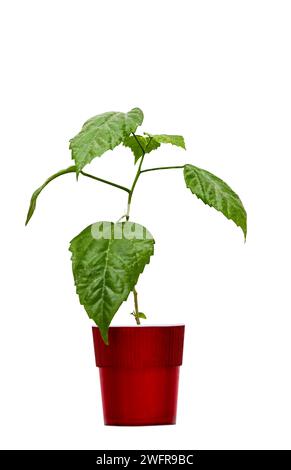 Bild eines chinesischen Rosenhibiskus in einem roten Topf auf weißem Hintergrund Stockfoto