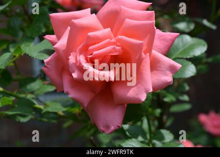 Fabelhafte Fotos von leuchtenden neonrosa Rosen, Rosenblättern, schöner Farbe und keiner gewöhnlichen Form. Heim Rose in einem wunderschönen Garten. Büsche von Frühlingsrosen Stockfoto