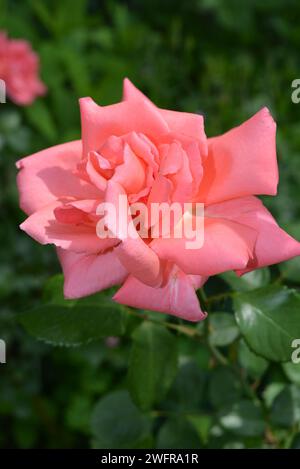 Fabelhafte Fotos von leuchtenden neonrosa Rosen, Rosenblättern, schöner Farbe und keiner gewöhnlichen Form. Heim Rose in einem wunderschönen Garten. Büsche von Frühlingsrosen Stockfoto