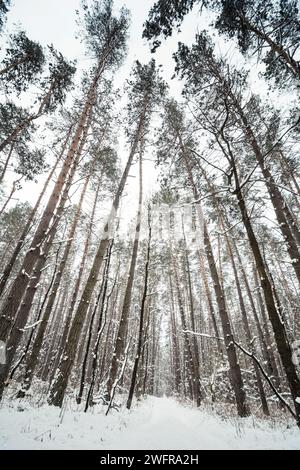 Weitwinkelfoto von Kiefernwäldern. Pfad im Winterwald: Schneebedeckter Boden und Bäume. Blickwinkel der Fischperspektive. Stockfoto