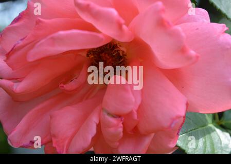 Fabelhafte Fotos von leuchtenden neonrosa Rosen, Rosenblättern, schöner Farbe und keiner gewöhnlichen Form. Heim Rose in einem wunderschönen Garten. Büsche von Frühlingsrosen Stockfoto