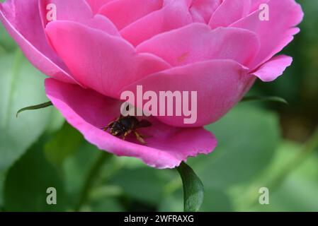 Schöne große Knospe einer rosa, blühenden Rose mit einer großen Biene auf dem Blütenblatt. Stockfoto