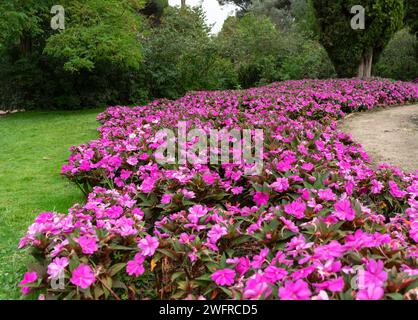 Großer Park in Madrid mit vielen rosa Blumen im Frühling im Vordergrund. Spaziergang durch einen der blumigsten Parks in Madrid, El Capricho. Stockfoto