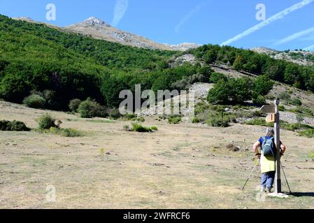 Buchenwald Weg zum Naturpark Tejeda de Tosande. Montaña Palentina, Provinz Palencia, castilla y Leon, Spanien. Stockfoto