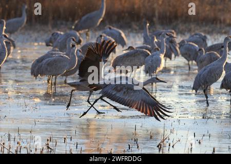 Sandhill Crane Bernardo Waterfowl Area – Bosque, New Mexico, USA Stockfoto