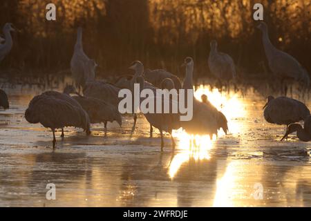 Sandhill Crane Bernardo Waterfowl Area – Bosque, New Mexico, USA Stockfoto