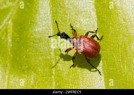 Haselblattroller, Haselblatt-Roller, Haselnuss-Dickkopfroller, Blattroller, Apoderus coryli, haselkäfer, Haselkäfer, Haselkäfer, Haselkäfer Stockfoto