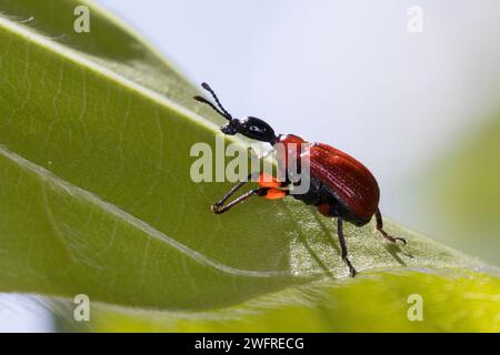 Haselblattroller, Haselblatt-Roller, Haselnuss-Dickkopfroller, Blattroller, Apoderus coryli, haselkäfer, Haselkäfer, Haselkäfer, Haselkäfer Stockfoto