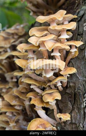 Honiggelber Hallimasch, Goldgelber Hallimasch, Hallimasch, am abgestorbenen Stamm eines Laubbaumes, Armillaria mellea, Honigpilz, Armillaire couleu Stockfoto