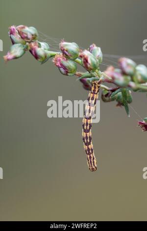 Mondfleckiger Blütenspanner, Weißer Blütenspanner, Blütenspanner, Raupe, Spannerraupe, Eupithecia centaureata, Kalkspeckmops, raupe, L'Eupithéc Stockfoto