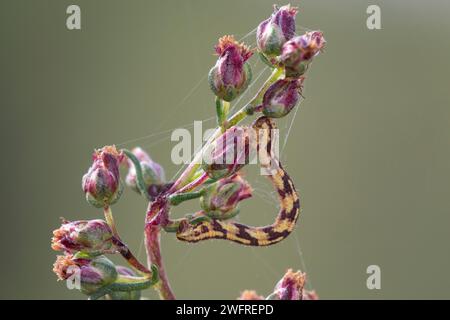 Mondfleckiger Blütenspanner, Weißer Blütenspanner, Blütenspanner, Raupe, Spannerraupe, Eupithecia centaureata, Kalkspeckmops, raupe, L'Eupithéc Stockfoto