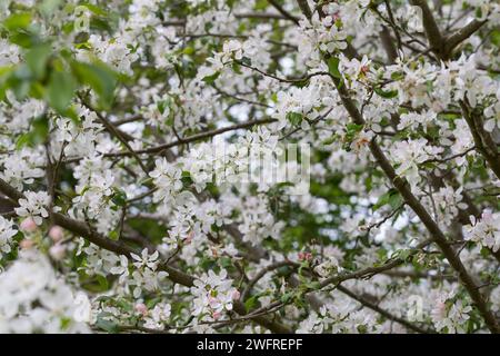 Wildapfel, Wilder Apfel, Holz-Apfel, Wildapfel, Holzapfel, europäischer Wildapfel, Krabapfel, Blüte, Blüten, blühend, Malus sylvestris, Wildkrabbe, EU Stockfoto