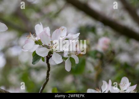 Wildapfel, Wilder Apfel, Holz-Apfel, Wildapfel, Holzapfel, europäischer Wildapfel, Krabapfel, Blüte, Blüten, blühend, Malus sylvestris, Wildkrabbe, EU Stockfoto
