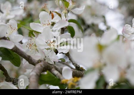 Wildapfel, Wilder Apfel, Holz-Apfel, Wildapfel, Holzapfel, europäischer Wildapfel, Krabapfel, Blüte, Blüten, blühend, Malus sylvestris, Wildkrabbe, EU Stockfoto