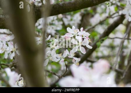 Wildapfel, Wilder Apfel, Holz-Apfel, Wildapfel, Holzapfel, europäischer Wildapfel, Krabapfel, Blüte, Blüten, blühend, Malus sylvestris, Wildkrabbe, EU Stockfoto