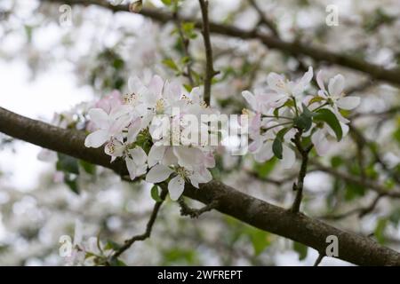 Wildapfel, Wilder Apfel, Holz-Apfel, Wildapfel, Holzapfel, europäischer Wildapfel, Krabapfel, Blüte, Blüten, blühend, Malus sylvestris, Wildkrabbe, EU Stockfoto