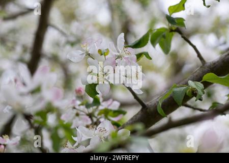 Wildapfel, Wilder Apfel, Holz-Apfel, Wildapfel, Holzapfel, europäischer Wildapfel, Krabapfel, Blüte, Blüten, blühend, Malus sylvestris, Wildkrabbe, EU Stockfoto