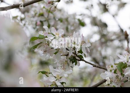 Wildapfel, Wilder Apfel, Holz-Apfel, Wildapfel, Holzapfel, europäischer Wildapfel, Krabapfel, Blüte, Blüten, blühend, Malus sylvestris, Wildkrabbe, EU Stockfoto