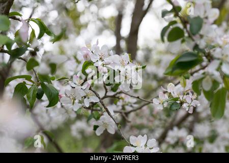 Wildapfel, Wilder Apfel, Holz-Apfel, Wildapfel, Holzapfel, europäischer Wildapfel, Krabapfel, Blüte, Blüten, blühend, Malus sylvestris, Wildkrabbe, EU Stockfoto