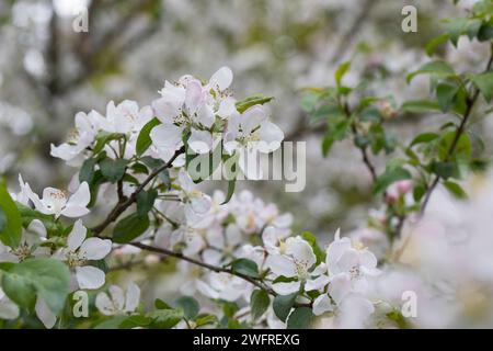Wildapfel, Wilder Apfel, Holz-Apfel, Wildapfel, Holzapfel, europäischer Wildapfel, Krabapfel, Blüte, Blüten, blühend, Malus sylvestris, Wildkrabbe, EU Stockfoto