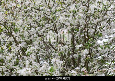 Wildapfel, Wilder Apfel, Holz-Apfel, Wildapfel, Holzapfel, europäischer Wildapfel, Krabapfel, Blüte, Blüten, blühend, Malus sylvestris, Wildkrabbe, EU Stockfoto