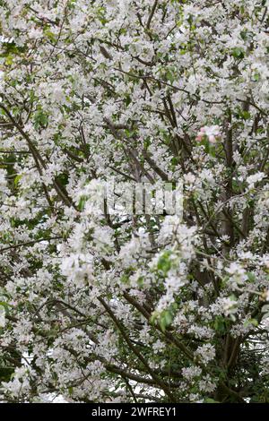 Wildapfel, Wilder Apfel, Holz-Apfel, Wildapfel, Holzapfel, europäischer Wildapfel, Krabapfel, Blüte, Blüten, blühend, Malus sylvestris, Wildkrabbe, EU Stockfoto