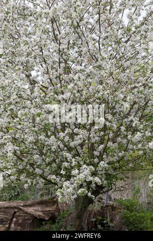 Wildapfel, Wilder Apfel, Holz-Apfel, Wildapfel, Holzapfel, europäischer Wildapfel, Krabapfel, Blüte, Blüten, blühend, Malus sylvestris, Wildkrabbe, EU Stockfoto