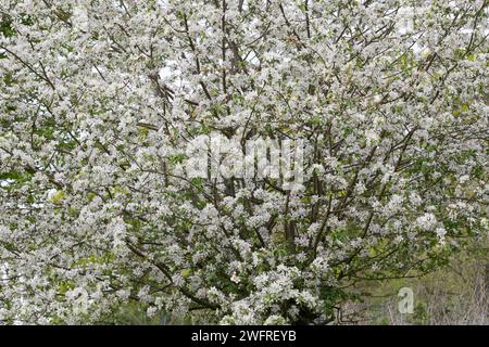 Wildapfel, Wilder Apfel, Holz-Apfel, Wildapfel, Holzapfel, europäischer Wildapfel, Krabapfel, Blüte, Blüten, blühend, Malus sylvestris, Wildkrabbe, EU Stockfoto
