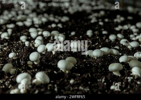 Paris-Pilz (Agaricus bisporus) aus Europa und Nordamerika, weit verbreitet für den Einsatz in der Gastronomie. - Stock Photo Stockfoto