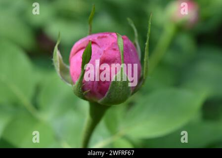 Nach starkem Regen geöffnete Rosenknospe, stieg in Wassertropfen auf Stockfoto