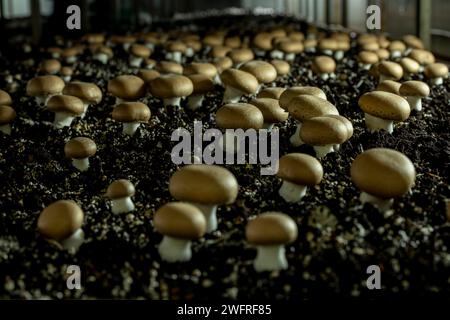 Portobello-Pilze (Agaricus brunnescens) sind eine köstliche Sorte von Kulturpilzen, sie stammen aus derselben Familie wie der weiße Pilz (Agari) Stockfoto