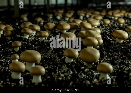 Portobello-Pilze (Agaricus brunnescens) sind eine köstliche Sorte von Kulturpilzen, sie stammen aus derselben Familie wie der weiße Pilz (Agari) Stockfoto