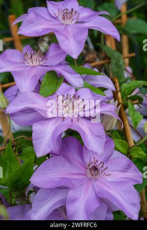 Clematis Shimmer, Clematis Evipo028, Blüten bestehen aus sechs tieflila-blauen Sepalen, Stockfoto