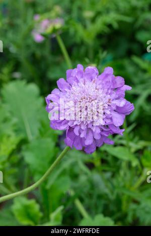 Scabiosa columbaria Mariposa Blue, Mariposa-Serie, blau-malve Blüten im Frühsommer Stockfoto